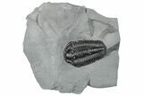 Calymene Niagarensis Trilobite Fossil - New York #295573-1